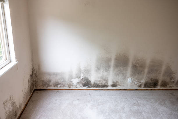 Best Attic Mold Removal  in Garden Home Whitfd, OR