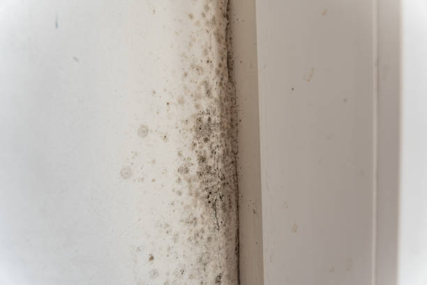 Best Mold Damage Restoration  in Garden Home Whitfd, OR